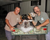 Now that's baggin' a deer!
