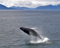 Humpback Whale breaching
